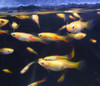 Golden Blonde Endlers Pair