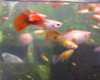 Red Guppy