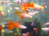 Red Guppy