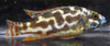 Nimbochromis Livingstonii Cichlid