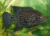 Paratilapia Polleni Cichlid