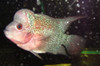 Grade A Imported Thai Red Dragon Flowerhorn