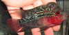 Grade A Imported Thai Red Dragon Flowerhorn