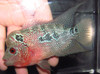 Grade A Imported Thai Red Dragon Flowerhorn