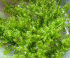 Stringy Moss Leptodictyum Riparium