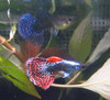 Pair Platinum Mosaic Dumbo Ear Guppy