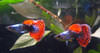 Pair Platinum Mosaic Dumbo Ear Guppy