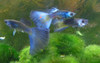 Blue Moscow Guppy Male