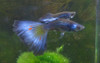 Blue Moscow Guppy Male