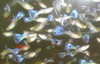 Rainbow Multicolor Blue Mosaic Guppy Male