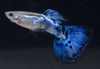 Blue Nebula Burst Guppy Male