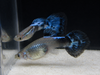 Blue Nebula Burst Guppy Male