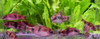 Melon Barb 