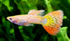 Male Pineapple Cobra Guppy