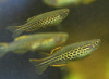 5 Orange-finned Danio Kyathit