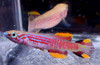 Pair Aphyosemion Pyrophore Killifish