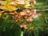 Sprouted Dwarf Lily Bulb Plant