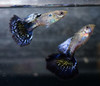 Pair Violet Cobra Guppy