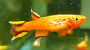 Aphyosemion Australe Lyretail Killifish Male