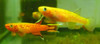 Aphyosemion Australe Lyretail Killifish Male