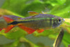 Buenos Aires Tetra