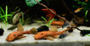 Red Bristlenose Pleco Fry