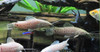 5" Albino Marbled Hoplo Catfish