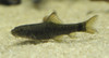 LARGE 4" Garra Rufa Doctor Fish