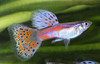 Pair Pink Grass Guppy