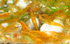 10 Orange Sunkist Shrimp TANK RAISED