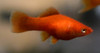 Red/Orange Swordtail