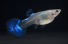LARGE Female Blue Nebula Burst Guppy 
