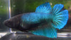 Assorted Color Halfmoon Female Bettas