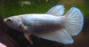 Assorted Color Halfmoon Female Bettas