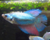 Assorted Color Halfmoon Female Bettas