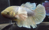 Assorted Color Dumbo Female Bettas