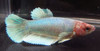 Assorted Color Dumbo Female Bettas