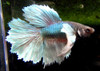 Assorted Color Dumbo Male Bettas