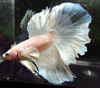 Assorted Color Dumbo Male Bettas