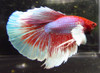 Assorted Color Dumbo Male Bettas