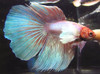 Assorted Color Dumbo Male Bettas