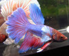 Assorted Color Dumbo Male Bettas