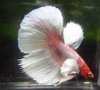 Assorted Color Dumbo Male Bettas