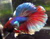 Assorted Color Dumbo Male Bettas