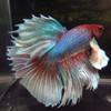 Assorted Color Dumbo Male Bettas