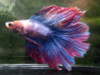 Assorted Color Halfmoon Male Bettas