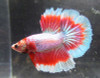 Assorted Color Halfmoon Male Bettas