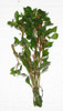 5 Ludwigia Repens Plant Stems