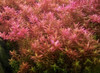 Rotala indica bunch