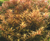 Rotala indica bunch